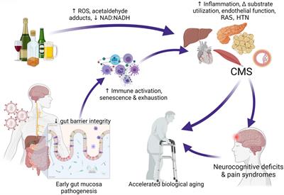 Pathophysiological Consequences of At-Risk Alcohol Use; Implications for Comorbidity Risk in Persons Living With Human Immunodeficiency Virus